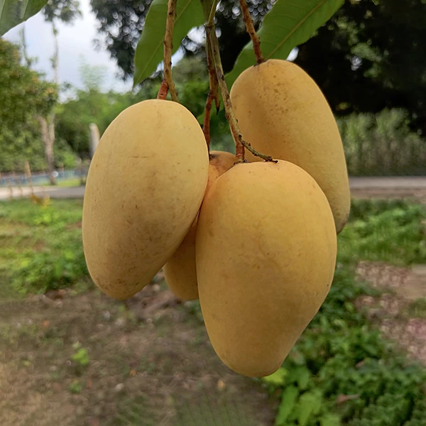 আম ও আমজাত পণ্য